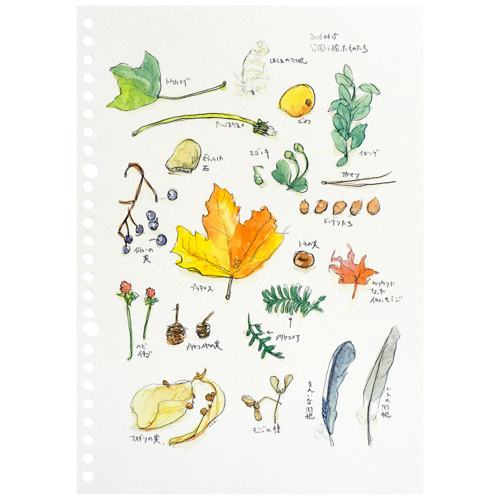 Loose Leaf Paper Maruman Easy to Write Loose Leaf Paper - B5 - 15 Sheets - Blank Sketch Paper MARUMAN L1235